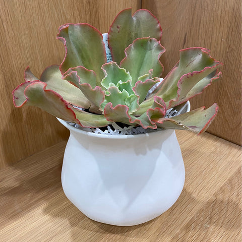 VASE PLANT // Ceramic & Succulent [M]